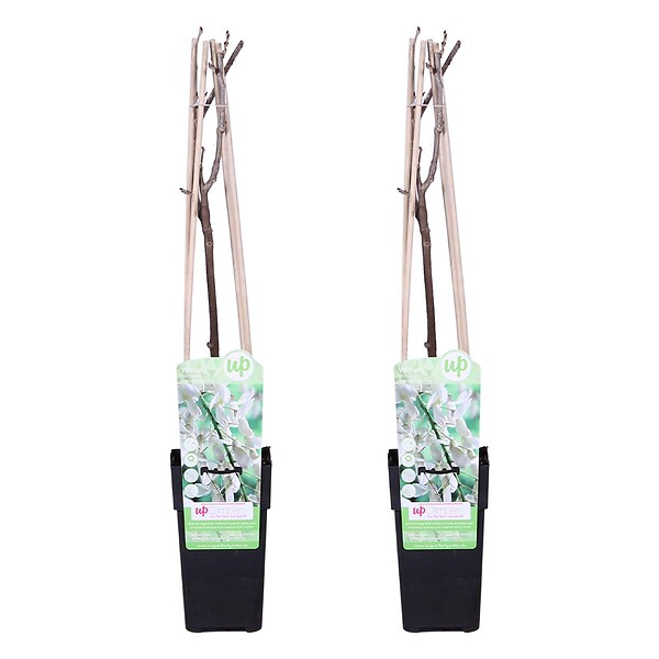 BLOOMIQUE - Lot de 2 - Wisteria floribunda 'Alba' - Glycine blanche - H. 50-70 cm - P. 15 cm - large