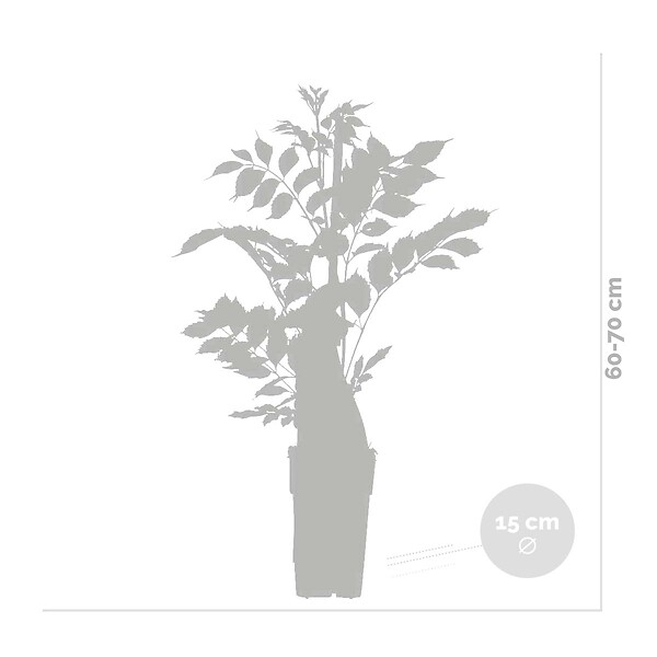 BLOOMIQUE - Lot de 2 - Wisteria floribunda 'Alba' - Glycine blanche - H. 50-70 cm - P. 15 cm - large