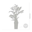 BLOOMIQUE - Lot de 2 - Wisteria floribunda 'Alba' - Glycine blanche - H. 50-70 cm - P. 15 cm - vignette