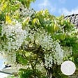 BLOOMIQUE - Wisteria floribunda 'Alba' - Glycine blanche - Grimpante - Plante de jardin - H. 50-70 cm - P. 15 cm - vignette