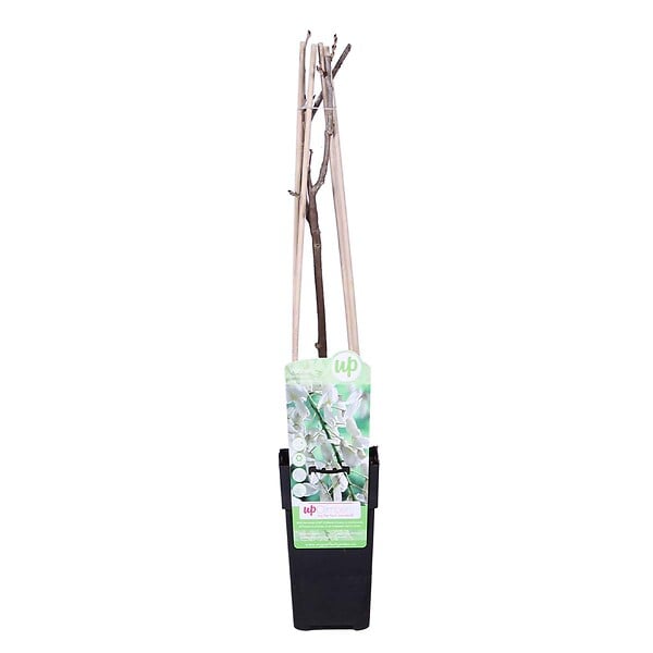 BLOOMIQUE - Wisteria floribunda 'Alba' - Glycine blanche - Grimpante - Plante de jardin - H. 50-70 cm - P. 15 cm - large