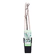 BLOOMIQUE - Wisteria floribunda 'Alba' - Glycine blanche - Grimpante - Plante de jardin - H. 50-70 cm - P. 15 cm - vignette