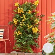 BLOOMIQUE - Campsis radicans 'Flava' - Bignone jaune - Plantes grimpantes - H. 50-70 cm - P. 15 cm - vignette