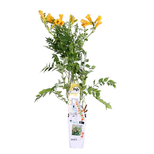BLOOMIQUE - Campsis radicans 'Flava' - Bignone jaune - Plantes grimpantes - H. 50-70 cm - P. 15 cm - large