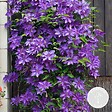 BLOOMIQUE - Clematis 'The President' - Clématite violette - Plantes grimpantes - H. 50-70 cm - P. 15 cm - vignette