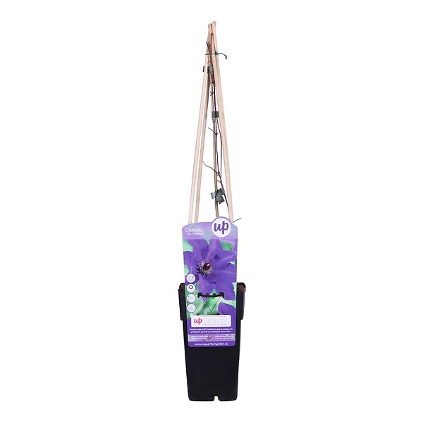 BLOOMIQUE - Clematis 'The President' - Clématite violette - Plantes grimpantes - H. 50-70 cm - P. 15 cm - large