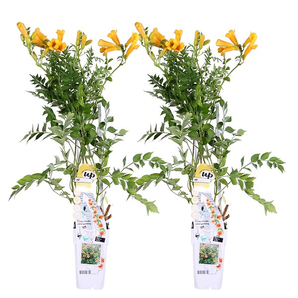 BLOOMIQUE - Lot de 2 - Campsis radicans 'Flava' - Bignone jaune - Plantes grimpantes - H. 50-70 cm - P. 15 cm - large
