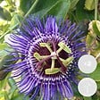 BLOOMIQUE - Lot de 2 - Passiflora 'Purple Haze' - Fleur de la passion - Violette - H. 50-70 cm - P. 15 cm - vignette