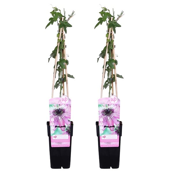 BLOOMIQUE - Lot de 2 - Passiflora 'Purple Haze' - Fleur de la passion - Violette - H. 50-70 cm - P. 15 cm - large