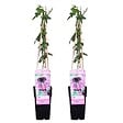 BLOOMIQUE - Lot de 2 - Passiflora 'Purple Haze' - Fleur de la passion - Violette - H. 50-70 cm - P. 15 cm - vignette