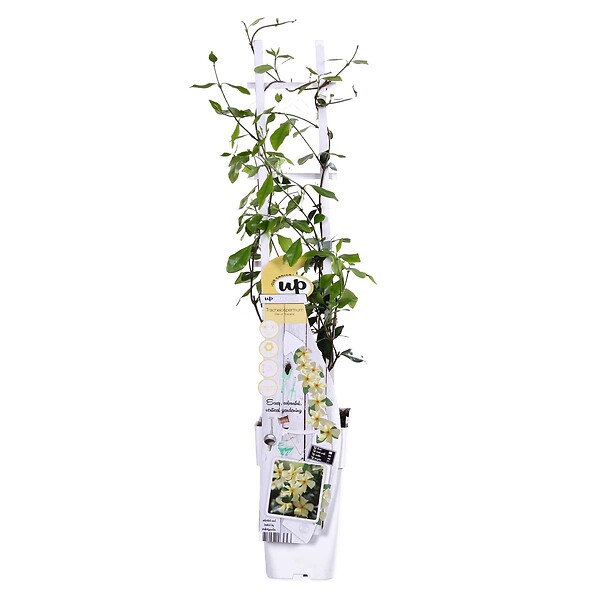 BLOOMIQUE - Trachelospermum jasminoides - Jasmin étoilé jaune - Plantes grimpantes - H. 50-70 cm - P. 15 cm - large