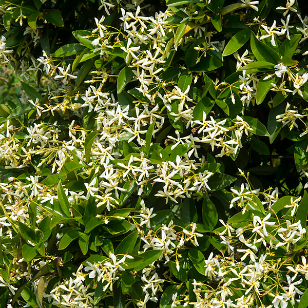 BLOOMIQUE - Trachelospermum jasminoides - Jasmin étoilé jaune - Plantes grimpantes - H. 50-70 cm - P. 15 cm - large