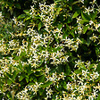 BLOOMIQUE - Trachelospermum jasminoides - Jasmin étoilé jaune - Plantes grimpantes - H. 50-70 cm - P. 15 cm - vignette