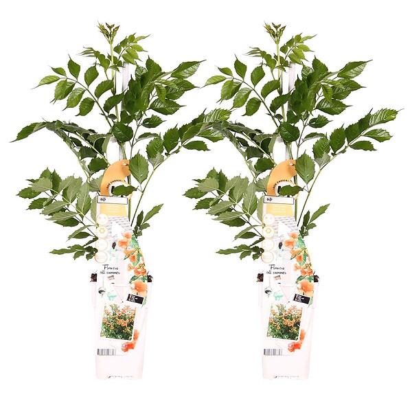 BLOOMIQUE - Lot de 2 - Campsis radicans 'Galen' - Bignone orange - Plantes grimpantes - H. 50-70 cm - P. 15 cm - large