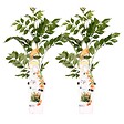 BLOOMIQUE - Lot de 2 - Campsis radicans 'Galen' - Bignone orange - Plantes grimpantes - H. 50-70 cm - P. 15 cm - vignette
