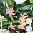 BLOOMIQUE - Lot de 2 - Trachelospermum jasminoides - Jasmin étoilé rose - H. 50-70 cm - P. 15 cm - vignette