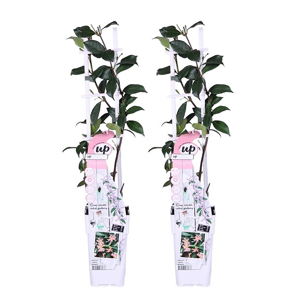 BLOOMIQUE - Lot de 2 - Trachelospermum jasminoides - Jasmin étoilé rose - H. 50-70 cm - P. 15 cm - large