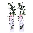 BLOOMIQUE - Lot de 2 - Trachelospermum jasminoides - Jasmin étoilé rose - H. 50-70 cm - P. 15 cm - vignette