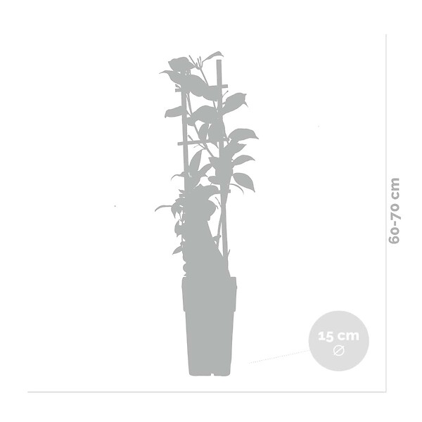 BLOOMIQUE - Lot de 2 - Trachelospermum jasminoides - Jasmin étoilé rose - H. 50-70 cm - P. 15 cm - large