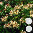 BLOOMIQUE - Lot de 2 - Lonicera henryi - Chèvrefeuille - Orange et rouge - H. 50-70 cm - P. 15 cm - vignette