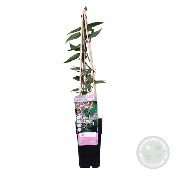 BLOOMIQUE - Lot de 2 - Lonicera henryi - Chèvrefeuille - Orange et rouge - H. 50-70 cm - P. 15 cm - large