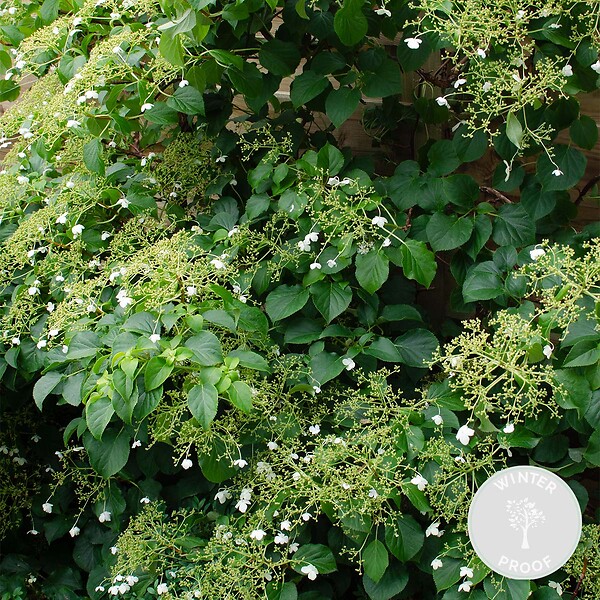 BLOOMIQUE - Hydrangea petiolaris - Hortensia grimpant - Plantes grimpantes - H. 50-70 cm - P. 15 cm - large