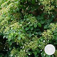 BLOOMIQUE - Hydrangea petiolaris - Hortensia grimpant - Plantes grimpantes - H. 50-70 cm - P. 15 cm - vignette