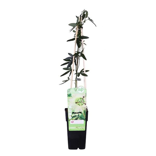 BLOOMIQUE - Passiflora 'Constance Elliott' - Fleur de la passion - Blanche - H. 50-70 cm - P. 15 cm - large