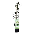 BLOOMIQUE - Passiflora 'Constance Elliott' - Fleur de la passion - Blanche - H. 50-70 cm - P. 15 cm - vignette