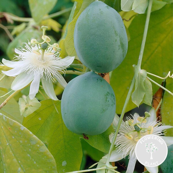 BLOOMIQUE - Passiflora 'Constance Elliott' - Fleur de la passion - Blanche - H. 50-70 cm - P. 15 cm - large