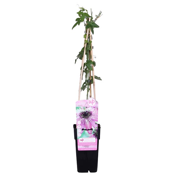 BLOOMIQUE - Passiflora 'Purple Haze' - Fleur de la passion - Violette - H. 50-70 cm - P. 15 cm - large