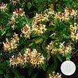 BLOOMIQUE - Lonicera henryi - Chèvrefeuille - Orange et rouge - Plantes grimpantes - H. 50-70 cm - P. 15 cm - vignette