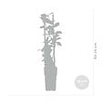BLOOMIQUE - Lonicera henryi - Chèvrefeuille - Orange et rouge - Plantes grimpantes - H. 50-70 cm - P. 15 cm - vignette
