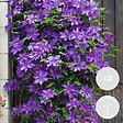 BLOOMIQUE - Lot de 2 - Clematis 'The President' - Clématite violette - H. 50-70 cm - P. 15 cm - vignette
