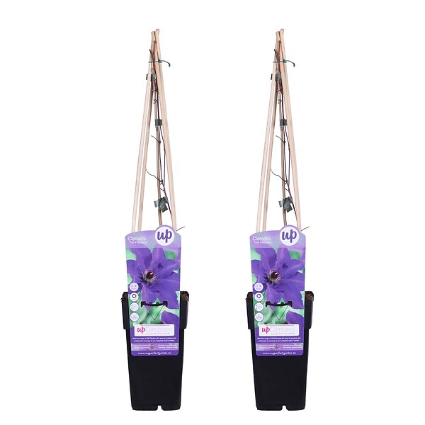 BLOOMIQUE - Lot de 2 - Clematis 'The President' - Clématite violette - H. 50-70 cm - P. 15 cm - large