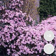 BLOOMIQUE - Lot de 2 - Clematis montana 'Rubens' - Clématite rose clair - H. 50-70 cm - P. 15 cm - vignette