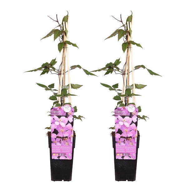 BLOOMIQUE - Lot de 2 - Clematis montana 'Rubens' - Clématite rose clair - H. 50-70 cm - P. 15 cm - large