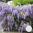 BLOOMIQUE - Wisteria sinensis 'Prolific' - Glycine bleue - Plantes grimpantes - H. 50-70 cm - P. 15 cm - vignette