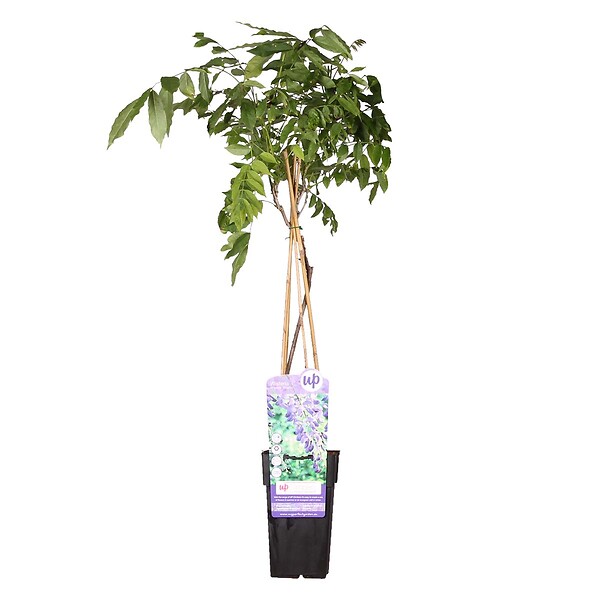 BLOOMIQUE - Wisteria sinensis 'Prolific' - Glycine bleue - Plantes grimpantes - H. 50-70 cm - P. 15 cm - large