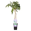 BLOOMIQUE - Wisteria sinensis 'Prolific' - Glycine bleue - Plantes grimpantes - H. 50-70 cm - P. 15 cm - vignette