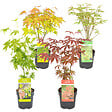 BLOOMIQUE - Lot de 4 - Acer palmatum - H. 25-40 cm - P. 10,5 cm - vignette