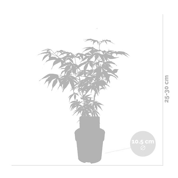 BLOOMIQUE - Lot de 4 - Acer palmatum - H. 25-40 cm - P. 10,5 cm - large