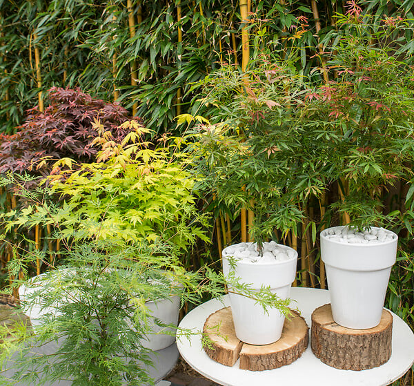 BLOOMIQUE - Lot de 4 - Acer palmatum - H. 25-40 cm - P. 10,5 cm - large