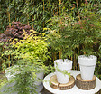 BLOOMIQUE - Lot de 4 - Acer palmatum - H. 25-40 cm - P. 10,5 cm - vignette