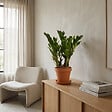 BLOOMIQUE - Zamioculcas Zamiifolia - Palmier d'intérieur - Zamioculcas - H. 30-40 cm - P. 12 cm - vignette