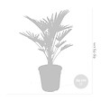 BLOOMIQUE - Trachycarpus Wagnerianus - Palmier éventail - Palmier rustique - H. 60-80 cm - P. 21 cm - vignette