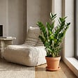 BLOOMIQUE - Zamioculcas Zamiifolia - Zamioculcas - Plante d’intérieur - Dépolluante - H. 50-60 cm - P. 17 cm - vignette