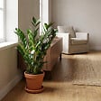 BLOOMIQUE - Zamioculcas Zamiifolia - Zamioculcas - Plante d’intérieur - Dépolluante - H. 50-60 cm - P. 17 cm - vignette