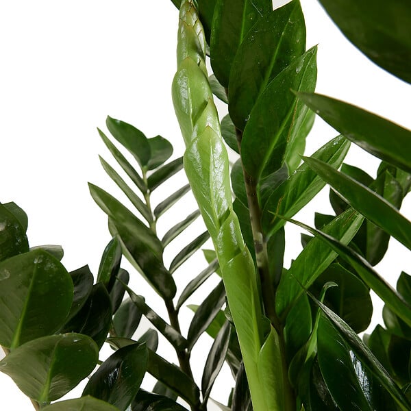 BLOOMIQUE - Zamioculcas Zamiifolia - Zamioculcas - Plante d’intérieur - Dépolluante - H. 50-60 cm - P. 17 cm - large