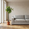 BLOOMIQUE - Pachira Aquatica - Arbre à argent - Cacao d’eau - Plante d’intérieur - H. 120-140 cm - P. 27 cm - vignette